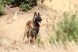 MALINOIS 206